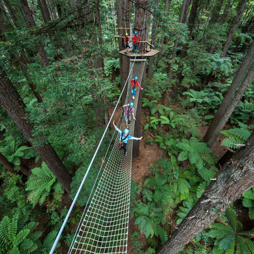 5 Explore Redwoods Treewalk Altidue 1200 1000