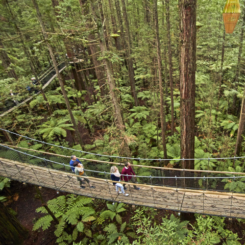 Redwood Treetop Walk 0040