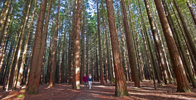 Redwood Treetop Walk 0521 v2