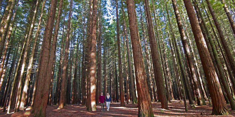 Redwood Treetop Walk 0521