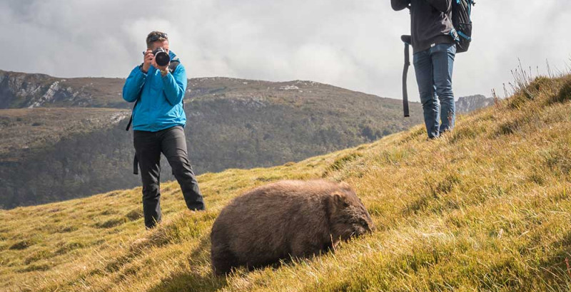 photographers wombat cradle mountain 1000x750